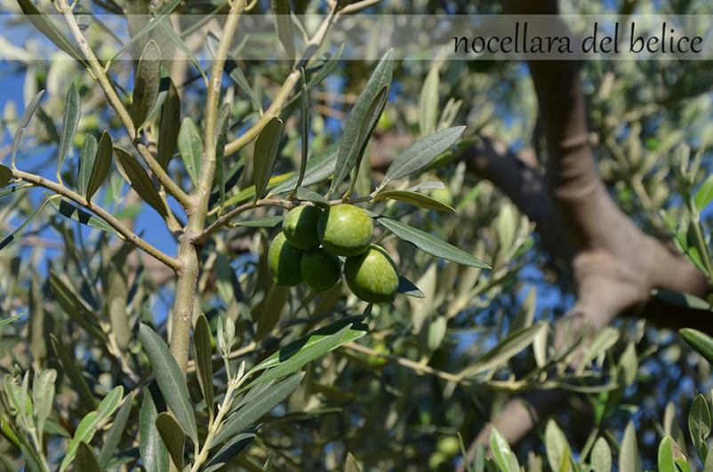 Olivo nocellara del belice Castelvetrano Selinunte b&b